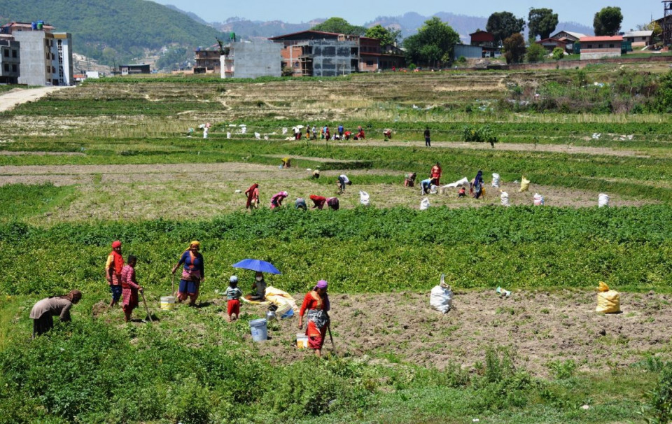 किसान सूचीकरणमा तीव्रता, २६ लाख ४५ हजार किसान प्रणालीमा आबद्ध