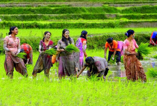 असार तेस्रो सातासम्म देशभर ३२% धान रोपाइँ सम्पन्न