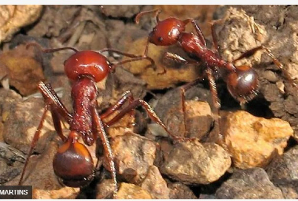 एउटा कमिलाको मूल्य करिब ३३ हजार रुपैयाँ !