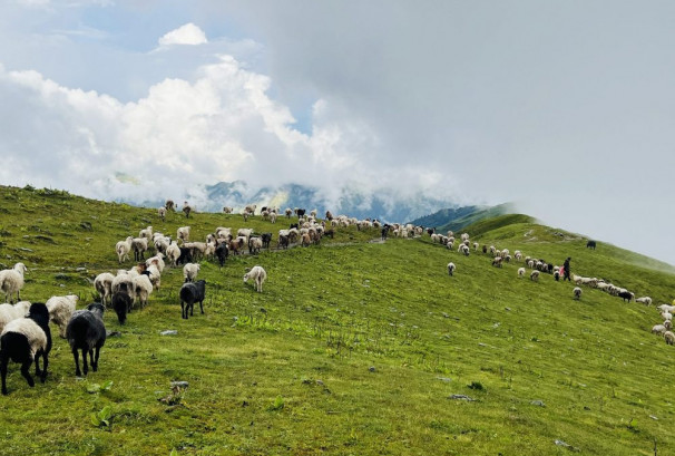 बाजुरामा प्राकृतिक विपद्: १६ भेडाबाख्रा मरे, दर्जनौँ बेपत्ता