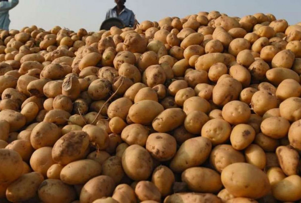 भारतबाट एक वर्षमै भित्रियो १ अर्ब ११ करोडको आलु