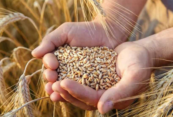 बीउ उत्पादन कार्यक्रम ५८ स्थानीय तहमा सञ्चालन