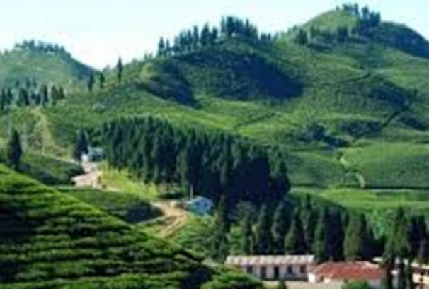 भारतीय कडाइले नेपाली चिया उद्योग संकटमा, निर्यात प्रक्रिया जटिल