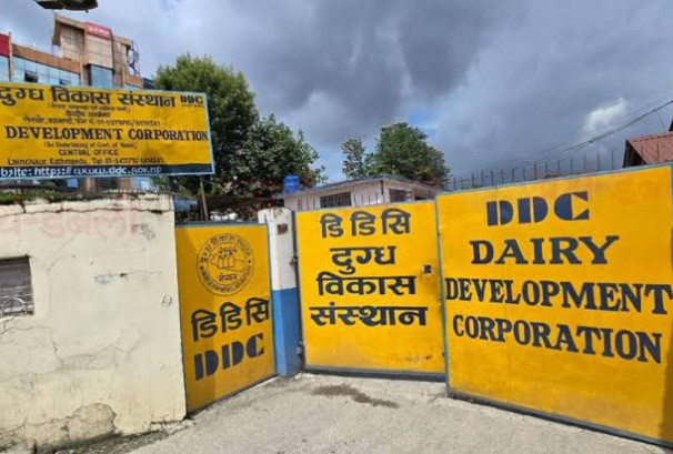डीडीसीको चेतावनी : साउनभित्र नवीकरण नगर्ने सहकारी र फार्मको दूध नकिन्ने