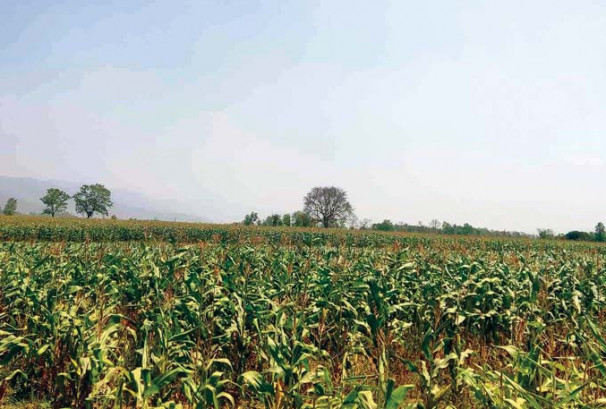 बालीभन्दा अघि मूल्य : कृषिमा जोखिम घटाउने सरकारी योजना