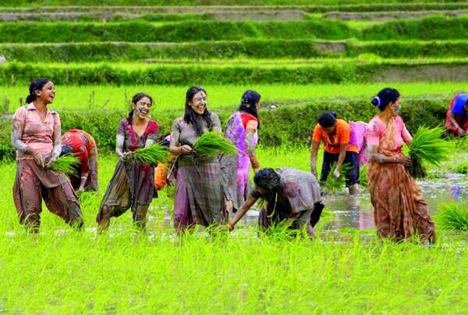 असार तेस्रो सातासम्म देशभर ३२% धान रोपाइँ सम्पन्न