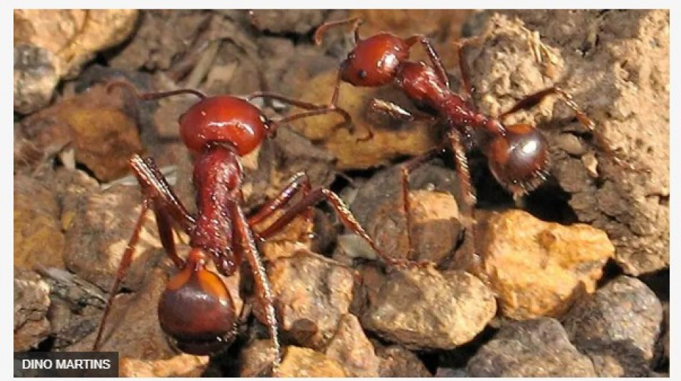 एउटा कमिलाको मूल्य करिब ३३ हजार रुपैयाँ !