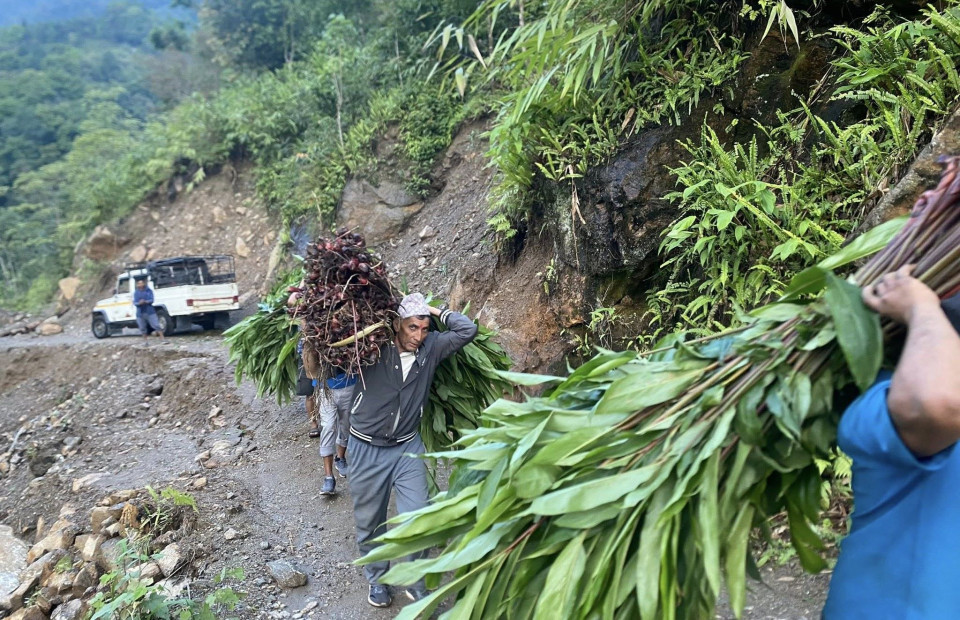 अलैंची खेतीले बदलिँदै ग्रामीण अर्थतन्त्र, युवामा स्वरोजगारको अवसर