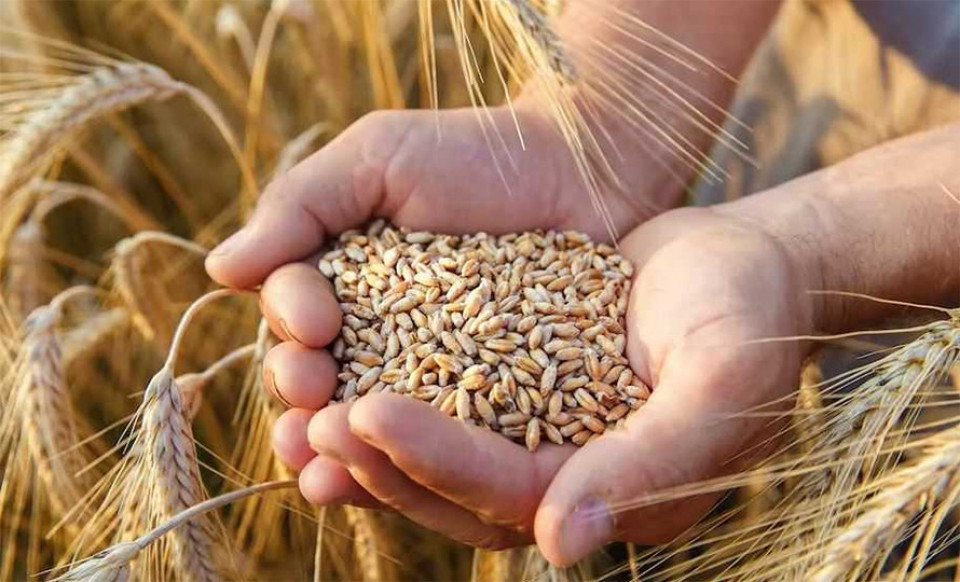बीउ उत्पादन कार्यक्रम ५८ स्थानीय तहमा सञ्चालन