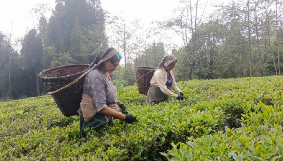 नेपाली चिया निर्यातका अवरोध अध्ययन गर्न विशेष समिति गठन