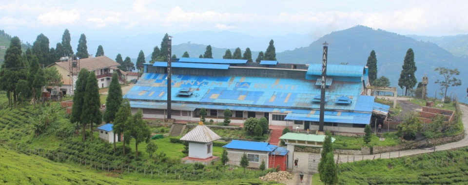 इलामको सूर्योदयका ५३ चिया उद्योग बन्द हुने, भारतीय अवरोधले निर्यात संकट गहिरियो